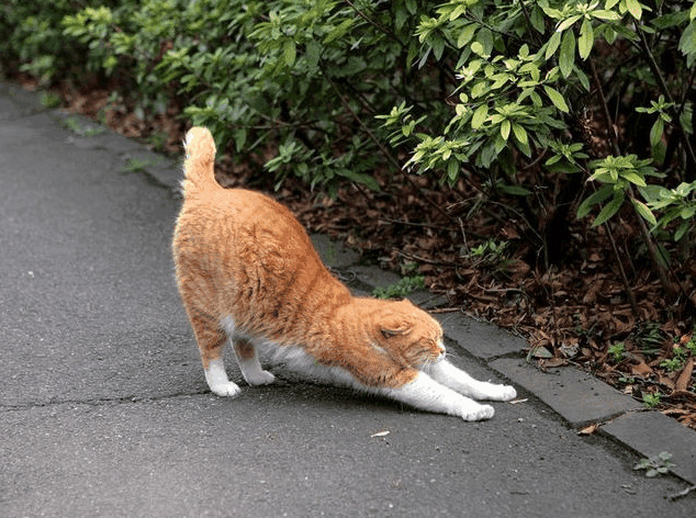 主人给猫咪戴上gps定位后的夜间足迹 网友 交了异地女朋友 好累的