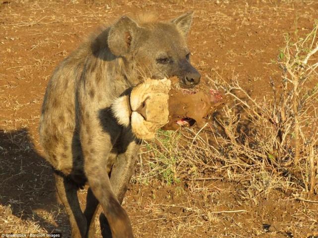 非洲鬣狗口叼狮头秀大餐 不过是捡来的