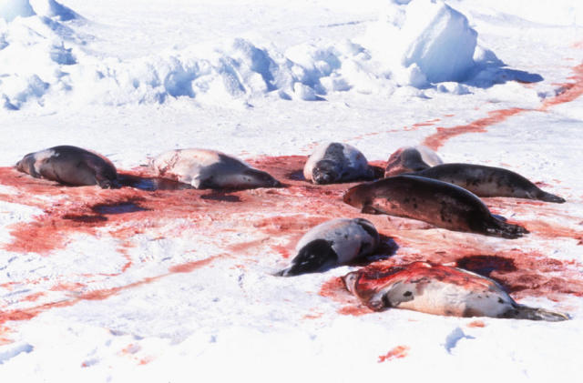 证据显示,40%的海豹在有生命体征的时候便被剥皮