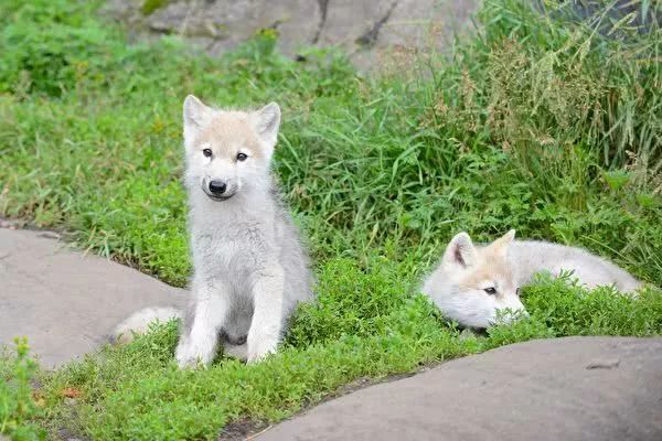 女子以为自己买了一只银狐犬 没想到竟然是条混血狼 狼狗 小狼狗