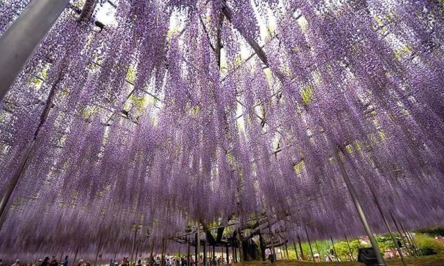 游戏组图:世界上最美的七棵树,第一张就被迷住了,中国也有一棵!