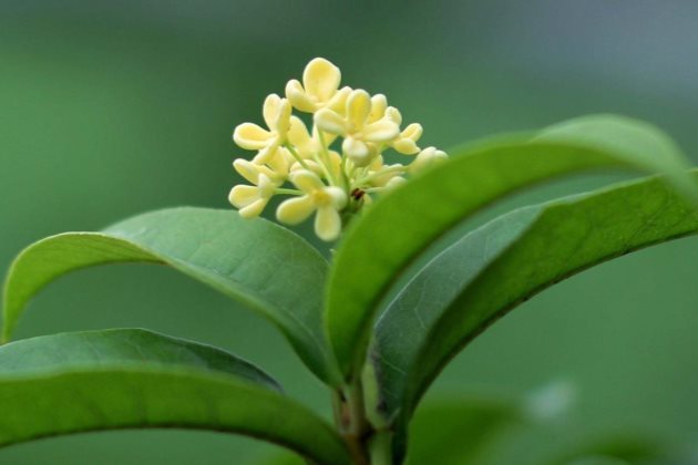 桂花叶子尖开始枯黄怎么办|桂花树