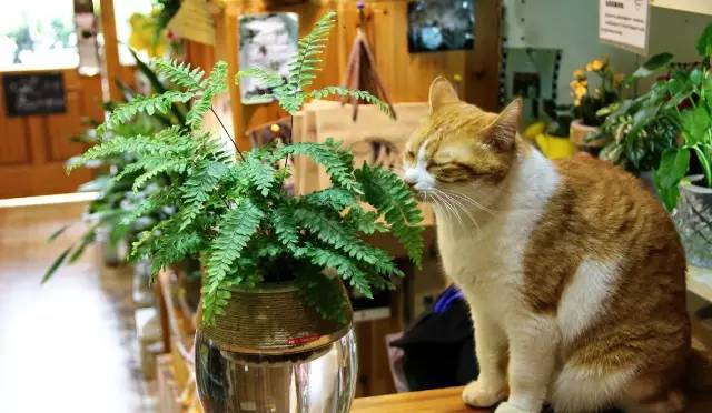 腾讯内容开放平台