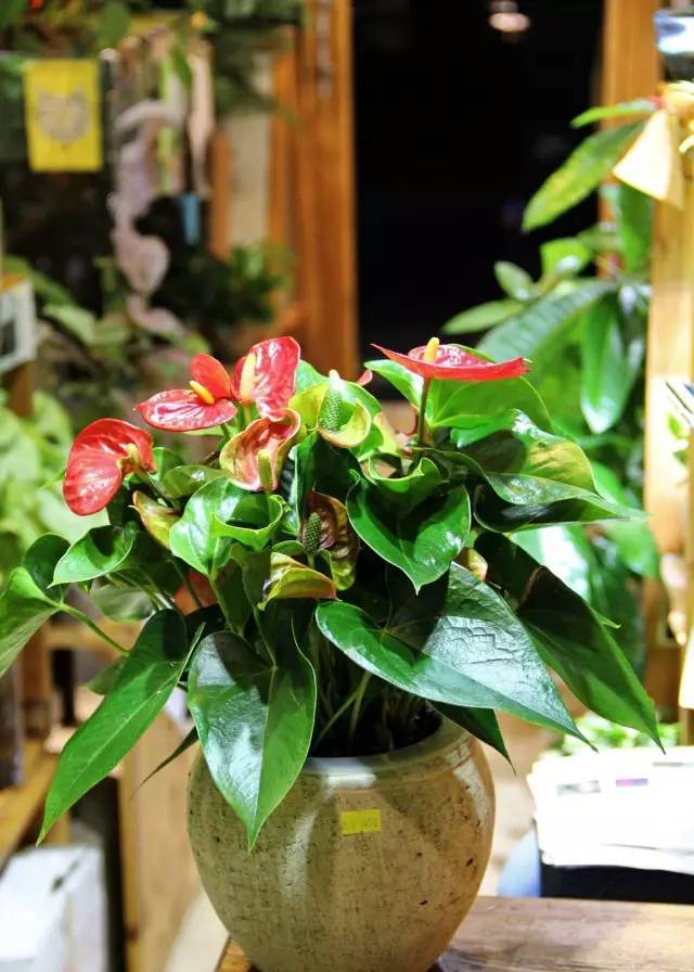 腾讯内容开放平台