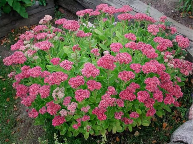 打造野趣园林从植物搭配开始 花卉 花坛 盆栽 花境 园林 美人蕉