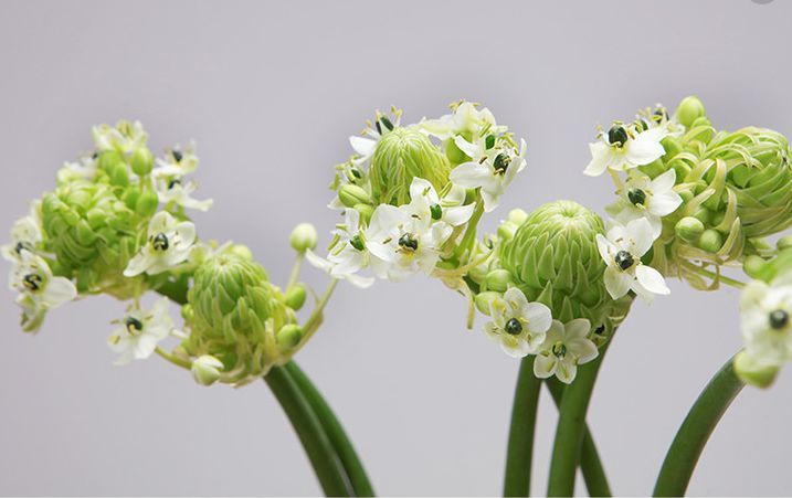 伯利恆之星 ornithogalum umbellatum 美國的復活節會大量使用這種花