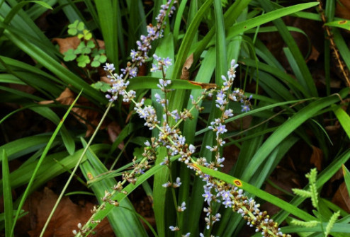 婆婆在路边挖兰花 回家却发现是麦冬的一种 真是赚到了