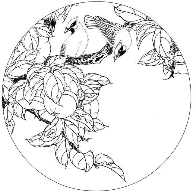 每天学一幅简笔画-38张精品花鸟工笔白描素材