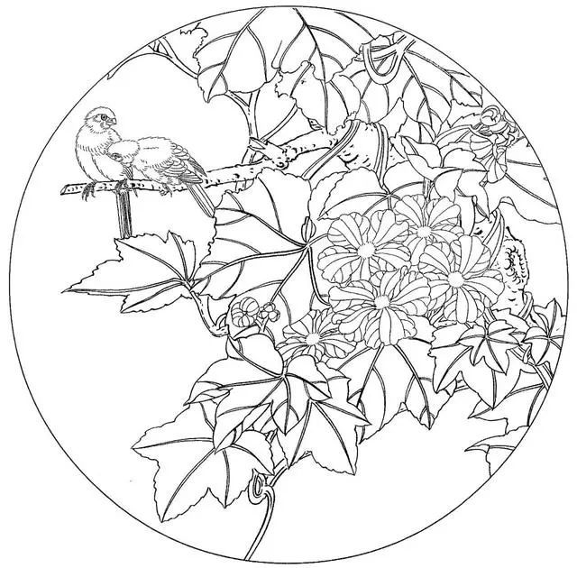 每天学一幅简笔画-38张精品花鸟工笔白描素材