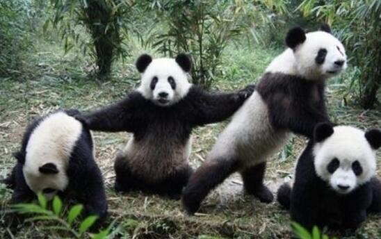 你认为"熊猫"最强的是咬合力?一记熊猫"抱腿杀",让你甘拜下风