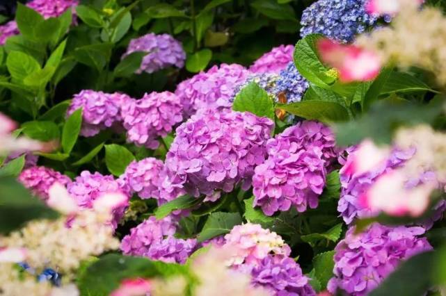 腾讯内容开放平台