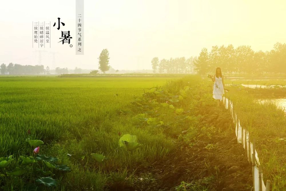 每周一味 干姜 腾讯新闻