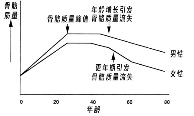 通过骨量与年龄之间的关系趋势图我们发现,男性在 40 岁以后的骨量便