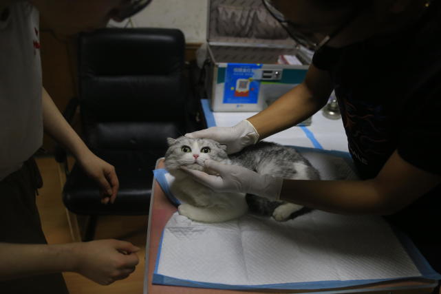 浙江现"蛋蛋收割者" 每月收割猫蛋数百对