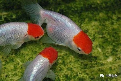 家庭饲养金鱼攻略之 造成金鱼失鳔的8大原因