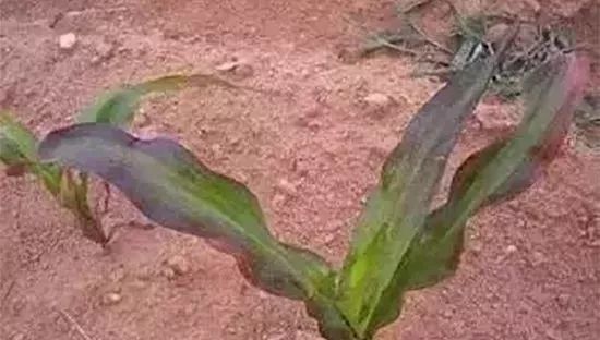 玉米为啥会出现死苗,病苗,红苗,紫苗?原因找到,快来对照!