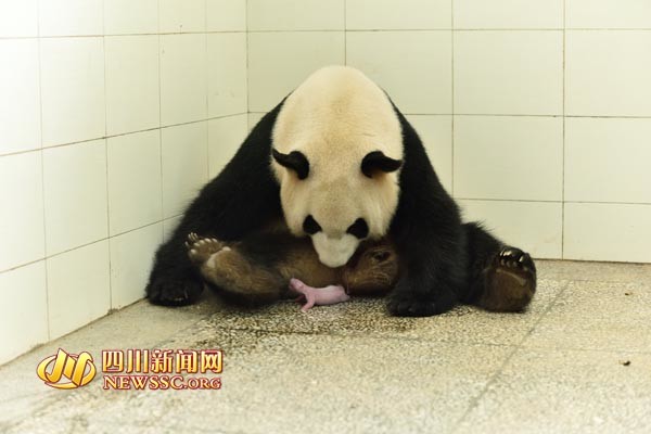 四川7岁大熊猫"淑琴" 首次产仔当妈妈