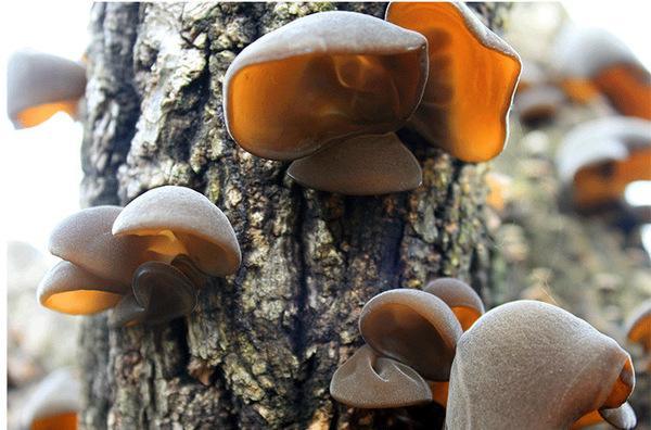 阿司匹林的作用与功效 伟大的天才 广西二手车交易