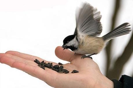体力,智力和时间都很有限,所以,原则性和重点性的护持三宝,布施贫病