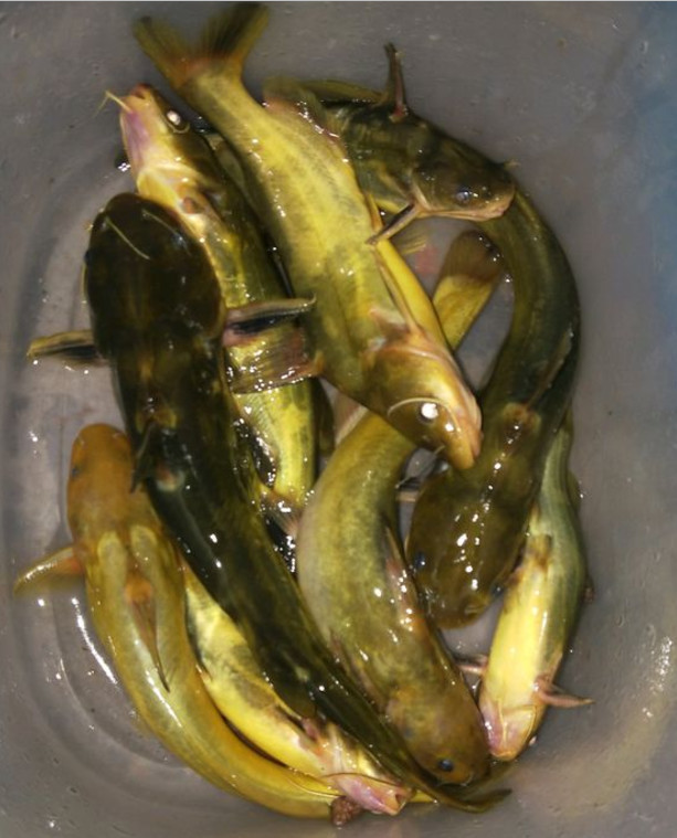 3月的黄颡鱼该怎么钓?不妨试试这几招,黄颡鱼一来就是一窝