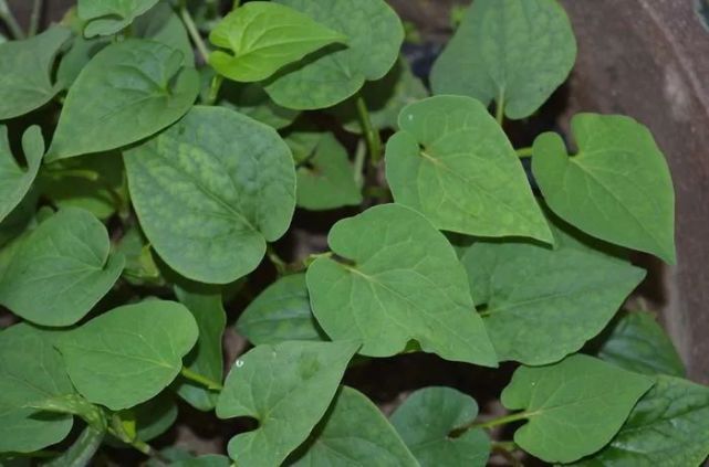 狗贴耳是天然而又安全的抗生素,能够清热,消炎,抗病毒.