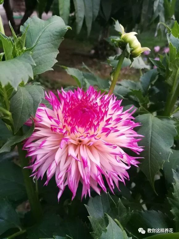 不起眼的地瓜花花开100朵一开大半年