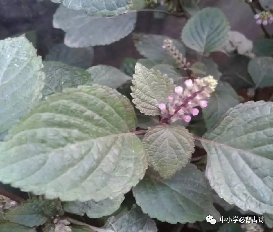 王安石|50.元日-宋.王安石：借新年气象寓变法更新