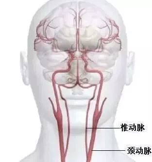 椎动脉的准确位置图片图片