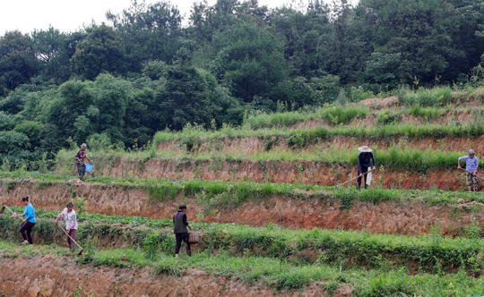 天生活数十年 泸州会龙村如今依靠土地信托挣钱