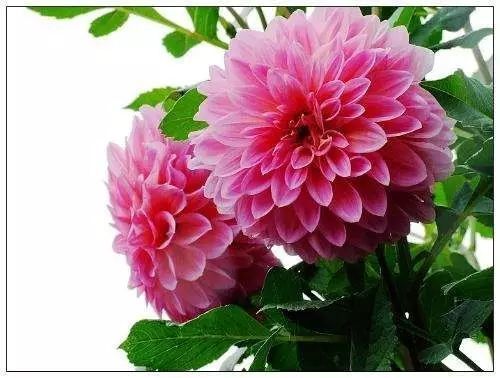 花言花语最能代表友情的花卉送闺蜜朋友寓意最佳