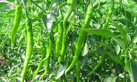 生长素|最好的生根、促花芽分化、膨大药剂，萘乙酸用法用量详解！