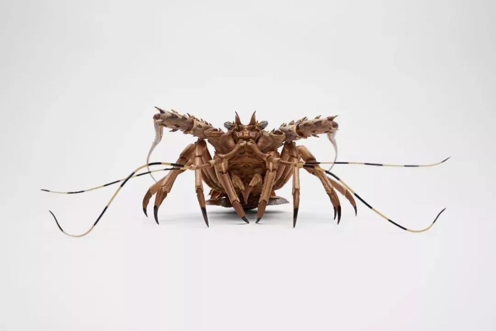 大竹亮峯|80后小哥雕出“活”龙虾，刀工变态、难辨真假，还原度100％！