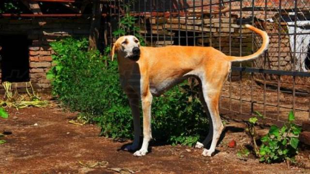 背负了诸多骂名的蒙古细犬，其实是中华本土狗的战斗力扛把子