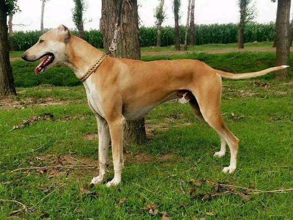 背负了诸多骂名的蒙古细犬，其实是中华本土狗的战斗力扛把子-腾讯网