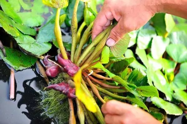 湖口池塘里的菱角熟了大写的好吃你还记得这味道吗