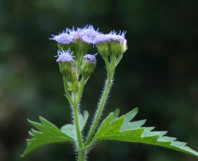 藿香蓟花漂亮景