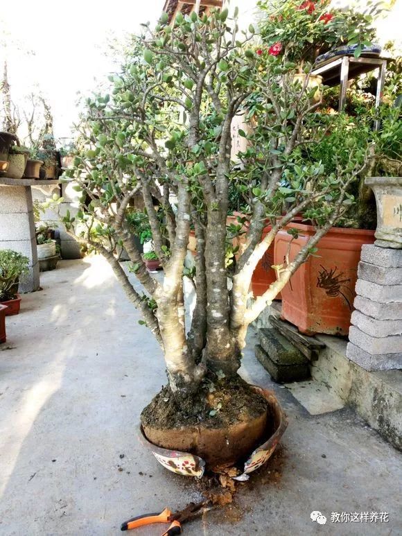 垃圾桶捡到的月季玉树老桩,这样做蹭蹭长,花开满盆!_腾讯新闻