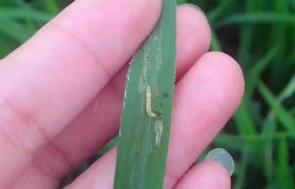 1,丙溴磷和灭多威复配可以防治钻心虫,食心虫等害虫