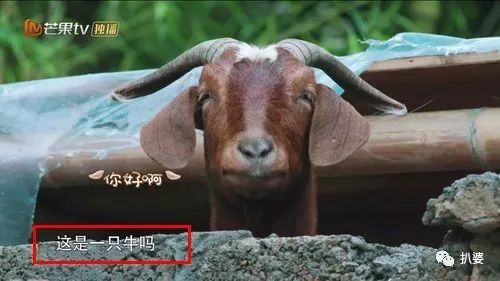 这期节目请来了大师级别的小提琴家吕思清老师.