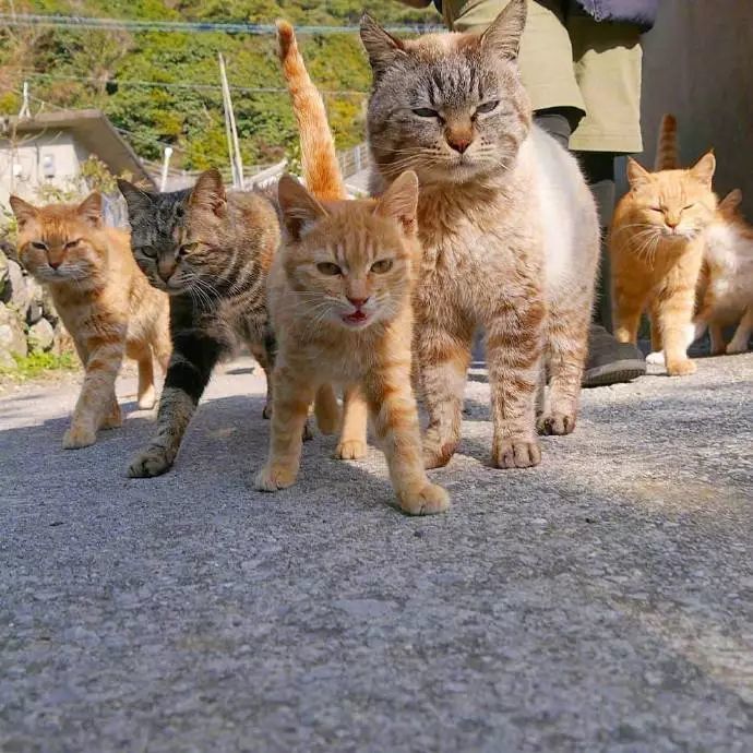 一大波霸气喵主即将到达