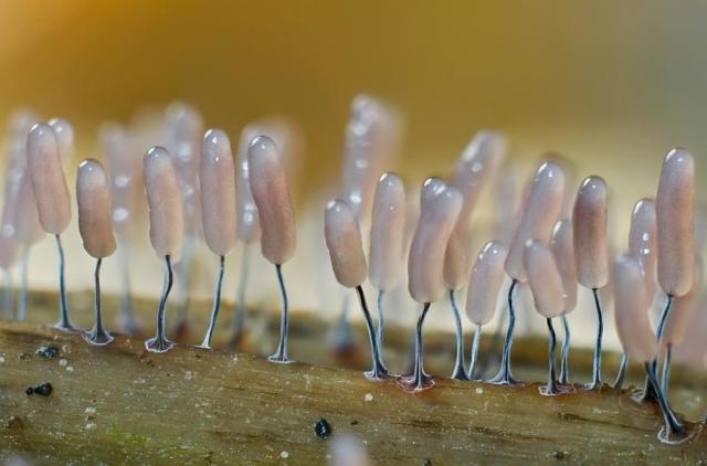显微镜下微生物如外星森林