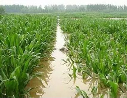 玉米|这几天，全国都处于下雨状态！如果玉米淹水倒伏了这么救！
