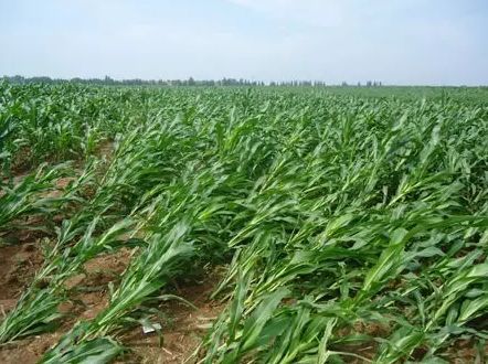 玉米|这几天，全国都处于下雨状态！如果玉米淹水倒伏了这么救！