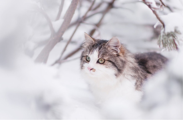都是同一个地方出来的 可雪地里的西伯利亚猫要比二哈可爱一百倍 俄罗斯 西伯利亚猫 猫咪