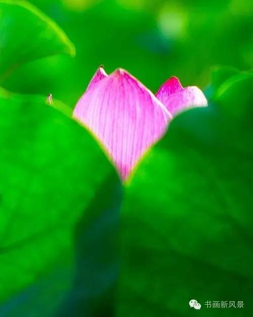 夏风|炎夏，送你一首夏日里的恋曲