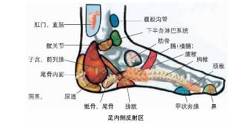 脚的部位