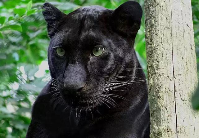 3种黑化猫科动物 黑化金猫最惊艳 黑豹最威风 黑化薮猫像精灵