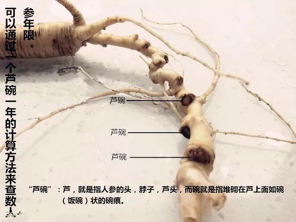 1,人参年限看"芦碗"茎迹是否多;人参多年生草本植物,每年秋冬季节,地