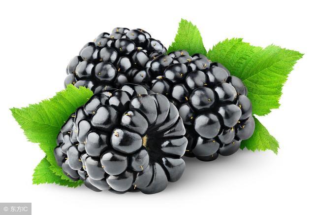 而桑葚,聚花果,桑科.