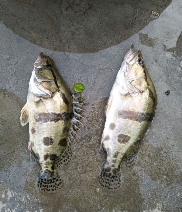 到了3月又可以钓鳜鱼了教你几个小技巧每天都能钓好几条